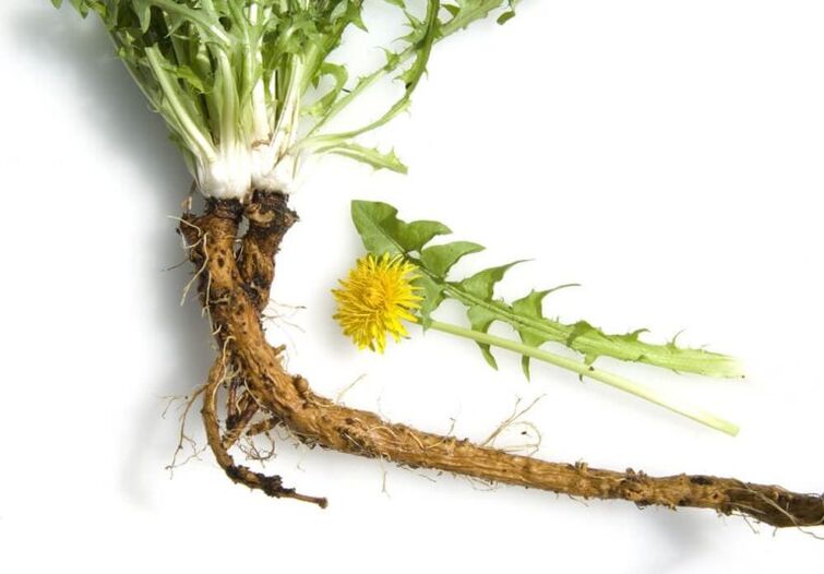 Dandelion Root Treating Cervical Osteochondrosis