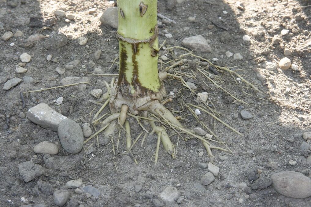 Sunflower roots for treatment of cervical osteochondrosis